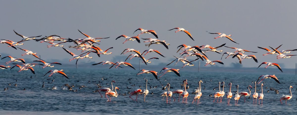 manas_muduli's tweet image. The skies of Chilika Lake are alive again!

Migratory birds have started arriving at Chilika Lake, Asia’s largest brackish water lagoon, with 67 species spotted so far. 

Every year, over 1 million migratory birds visit Chilika. 

#Odisha #Chilika #MigratoryBirds