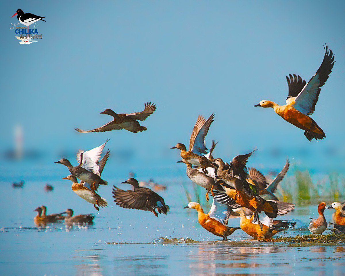 manas_muduli's tweet image. The skies of Chilika Lake are alive again!

Migratory birds have started arriving at Chilika Lake, Asia’s largest brackish water lagoon, with 67 species spotted so far. 

Every year, over 1 million migratory birds visit Chilika. 

#Odisha #Chilika #MigratoryBirds