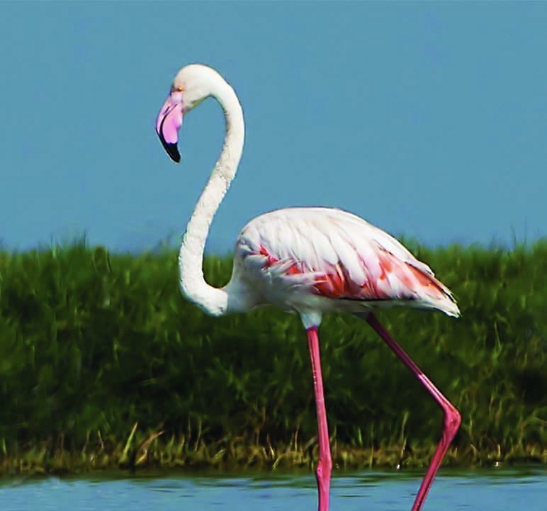 manas_muduli's tweet image. The skies of Chilika Lake are alive again!

Migratory birds have started arriving at Chilika Lake, Asia’s largest brackish water lagoon, with 67 species spotted so far. 

Every year, over 1 million migratory birds visit Chilika. 

#Odisha #Chilika #MigratoryBirds