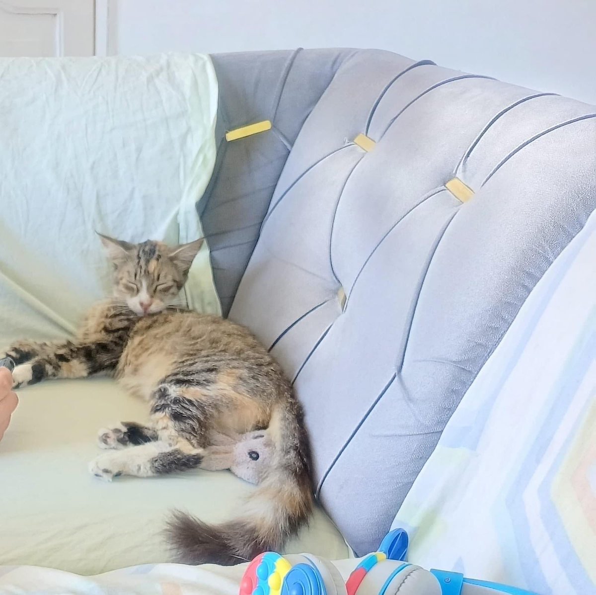 Badgalbadgal's tweet photo. 😟 quiero pedir que me ayuden, así sea con un RT. Llegará a alguien que pueda.

Aquí por mi casa recogimos a una gatita y se la desparasitó para darle hogar, mi hermano la tiene en su casa pero para sorpresa la gatita ha estado embarazada y tiene dos gatitos en camino, la esposa de mi hermano no quiere quedarse más con la gata y la quiere dejar en la calle.
En mi casa no puedo dejarla porque ya yo tengo tres gatos, alguien de buen corazón que quiera darle hogar a la gatita con esos bebés ☹️ 
Por favor, ayuda que si me da mucha pena que se vaya a quedar en la calle así 💔 alguna persona de buen corazón debe haber. 🙏🏼🙏🏼🙏🏼