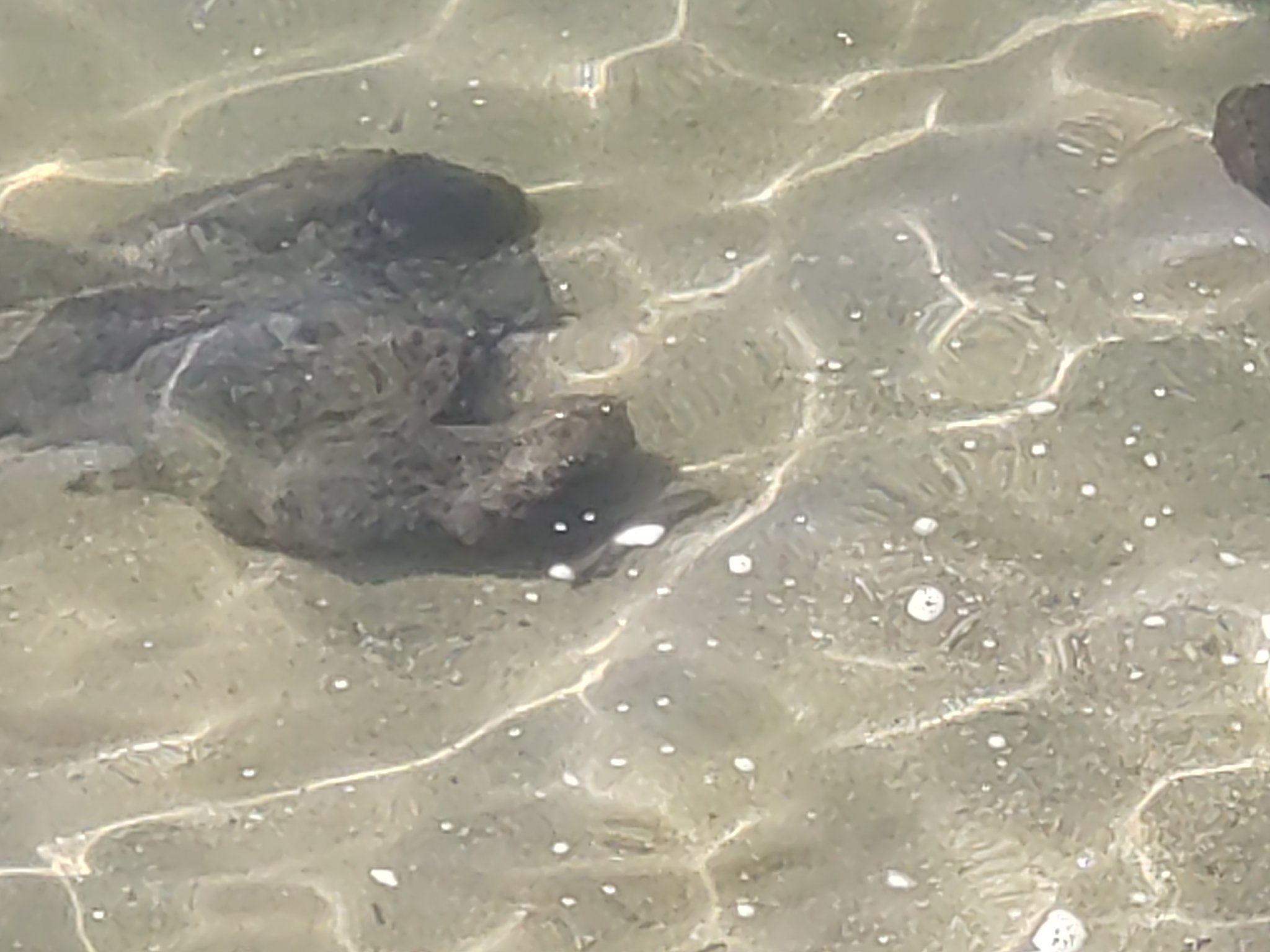 【最新作】200段式カタパルト搭載　4.4㍉メス-4.4㍉オス　約40cm 最新作】200段式カタパルト搭載 4.4㍉メス-4.4㍉オス 約40cm