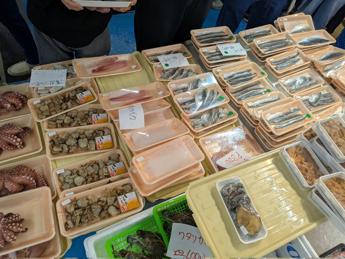 お魚さん大量抜き苗 数量限定の新商品（抜き苗）大苗一覧 – Top Succulent®