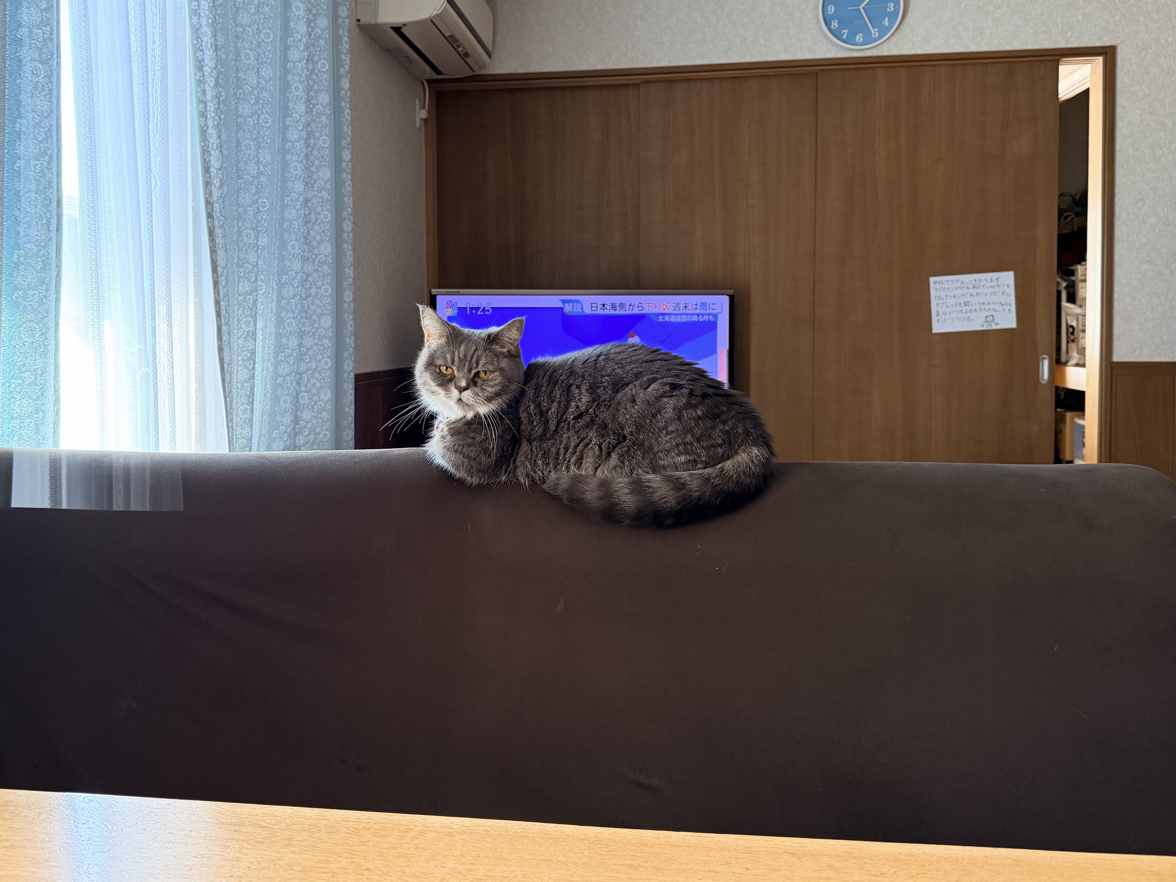 🐾ラム@極短マンチカン🐾 (@ram20210716) / X