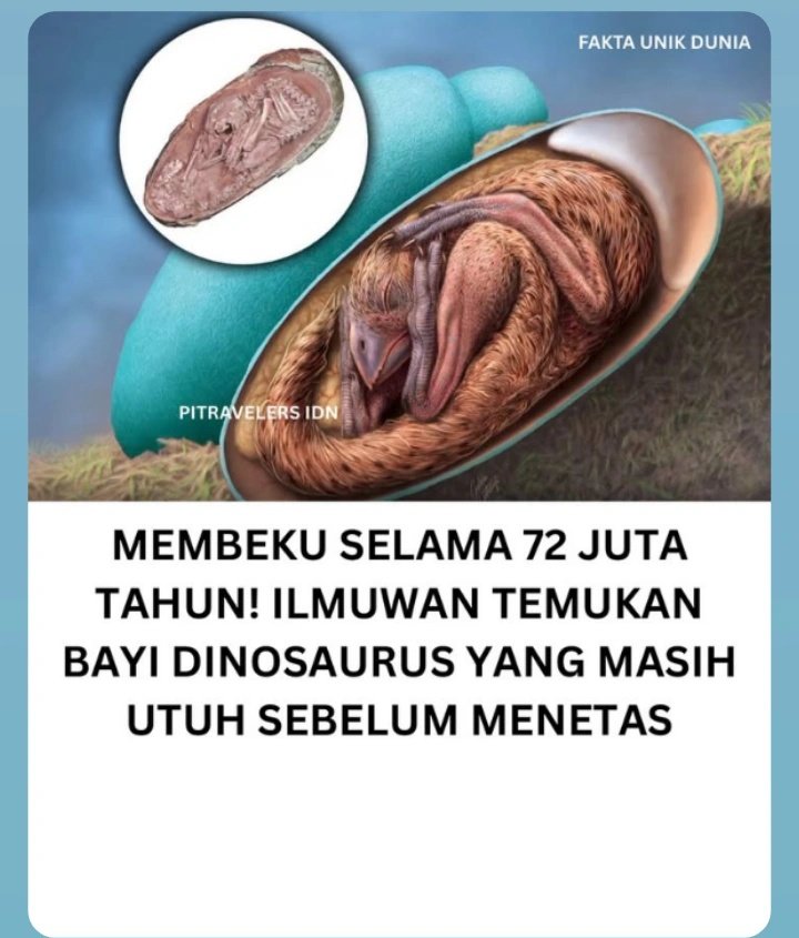 restafajri's tweet image. Beberapa Fakta menarik Jumat ini yang buat kamu kaget 😲 ilmuwan temukan bayi Dinosaur 🦕  yang Masih utuh yang belum menetas 🧐
Selamat hari Jumat guys, semoga selalu memberikan keberkahan pada kita semua Jule ini banyak banget yang dipercaya dikancah global
*thread dibawah ⬇️
