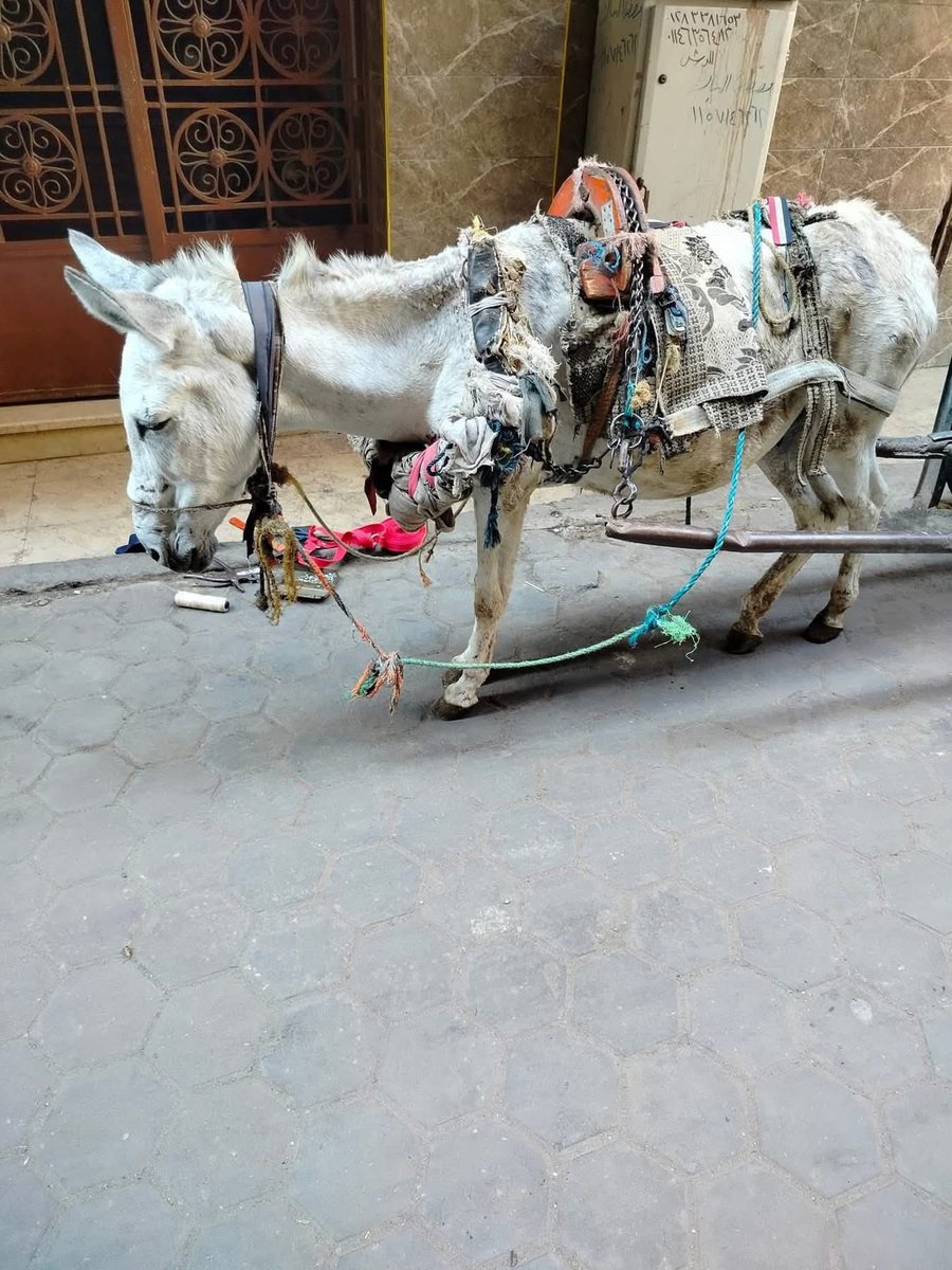 نتقاسم الكون مع مخلوقات ليست لديها مطالب في هذه الحياة سوى الأكل والشرب وأن تعيش بيننا بسلام..
شاء من شاء وأبى من أبى..
الحيوانات مخلوقات من حقها أن تحيا بسلام..
إن عجزتم عن الإحسان إليهم.. فإياكم والقسوة عليهم.

#تفعيل_قوانين_حماية_الحيوانات  🛑