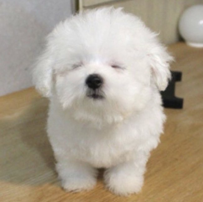 푸데데 ••