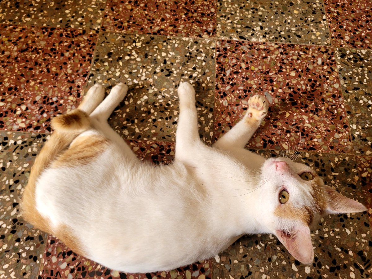 sshastry_c's tweet image. Only for bekkamma @catinthemeadow
