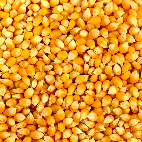 Trade4go's tweet image. Looking for yellow corn for animals
Target CIF price: less than $210 / ton
Desination: Vietnam
Qty: 2 FCL
More at: trade4go.com/rfq/yellow-cor…

#corn #maize #yellowcorn #animalfeed #trade4go