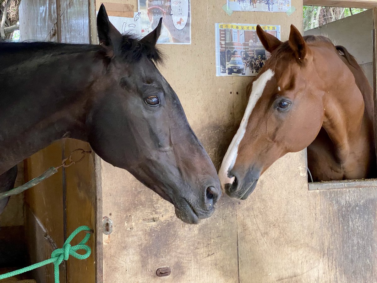 マーサファーム🍀 tweet media