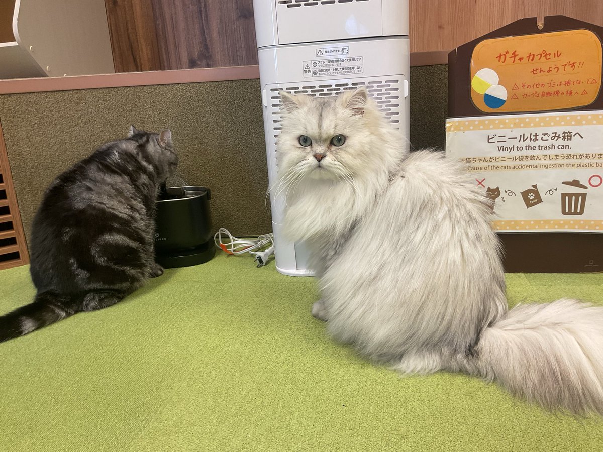 本日も営業中です🐈‍⬛🎀

昨日までのお天気とは一転ポカポカ陽気ですね(*ˊ˘ˋ*)｡♪:*°
店内涼しくお待ちしております🐱

順番待ちルイ