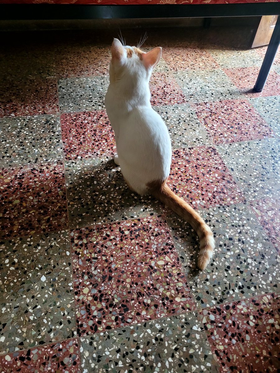 sshastry_c's tweet image. Some more bekkamma @catinthemeadow