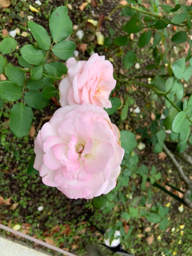 【悲報】
先日パスタ1kg買って（バラバラのやつ）
食べようと思ったら計りが壊れてた。