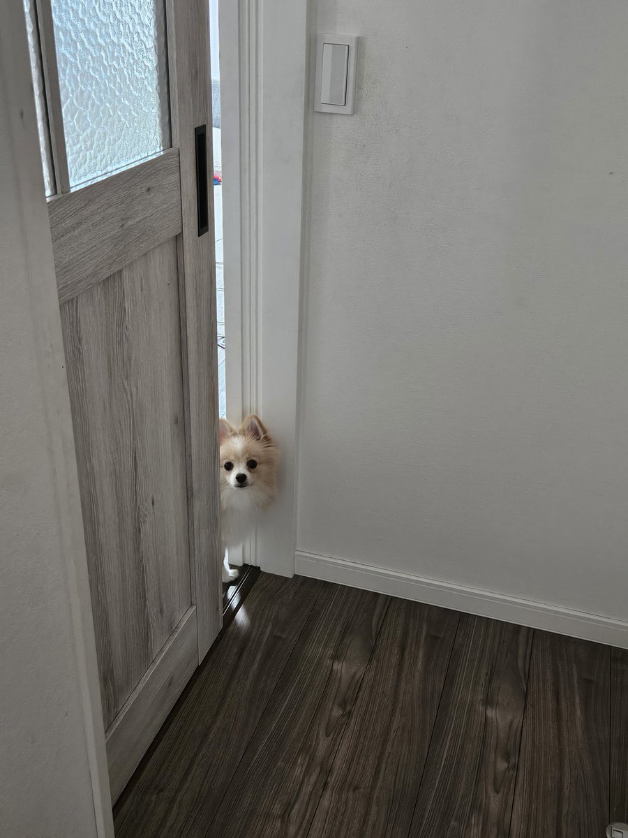 kinako_pomelife's tweet image. ずっと見てるよ👁👁

#今日のきなこ
#ポメラニアン
#子犬
#犬好きさんと繋がりたい