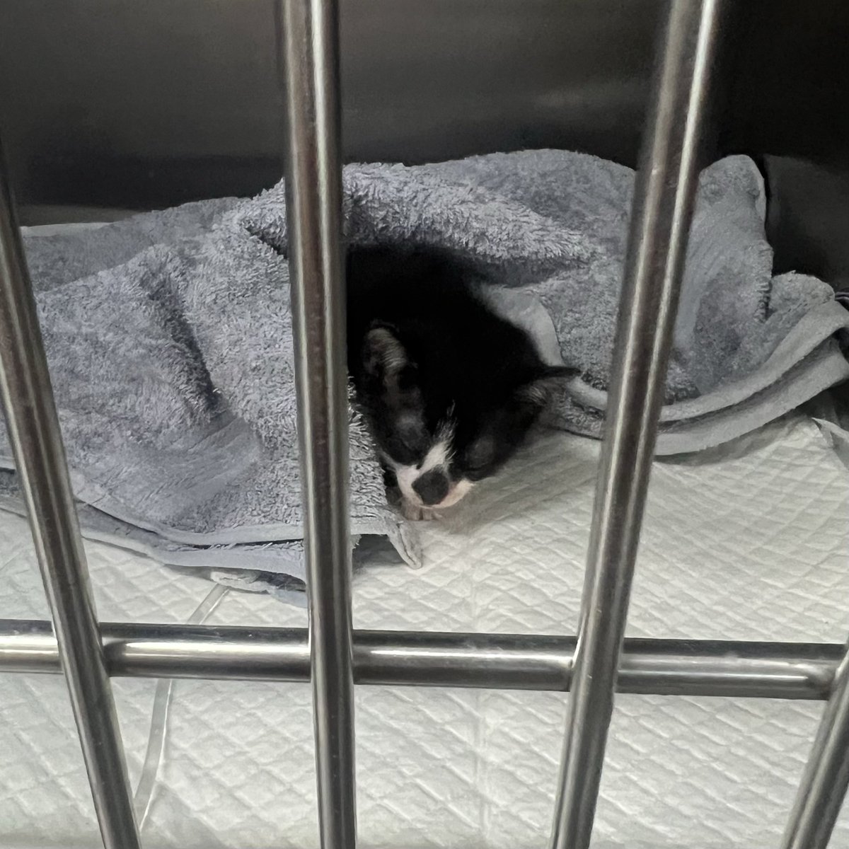 nayatorinko's tweet image. My baby kitten got hurt really bad last night after getting trapped inside the sofa 😭 

We rushed her to the emergency vet at 2am, and she’s now in critical condition at Animal House. According to the doctor, she has swelling in her head and haziness in her lungs, but she’s…