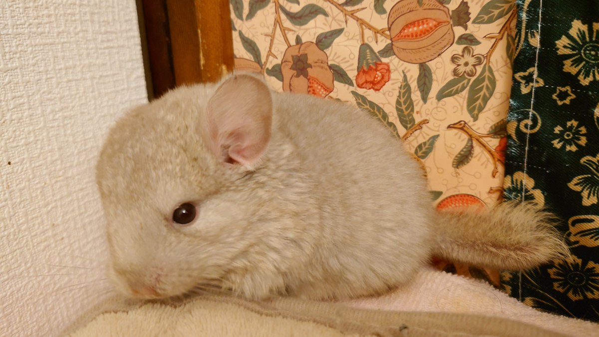 尻尾短くない？

#チンチラ