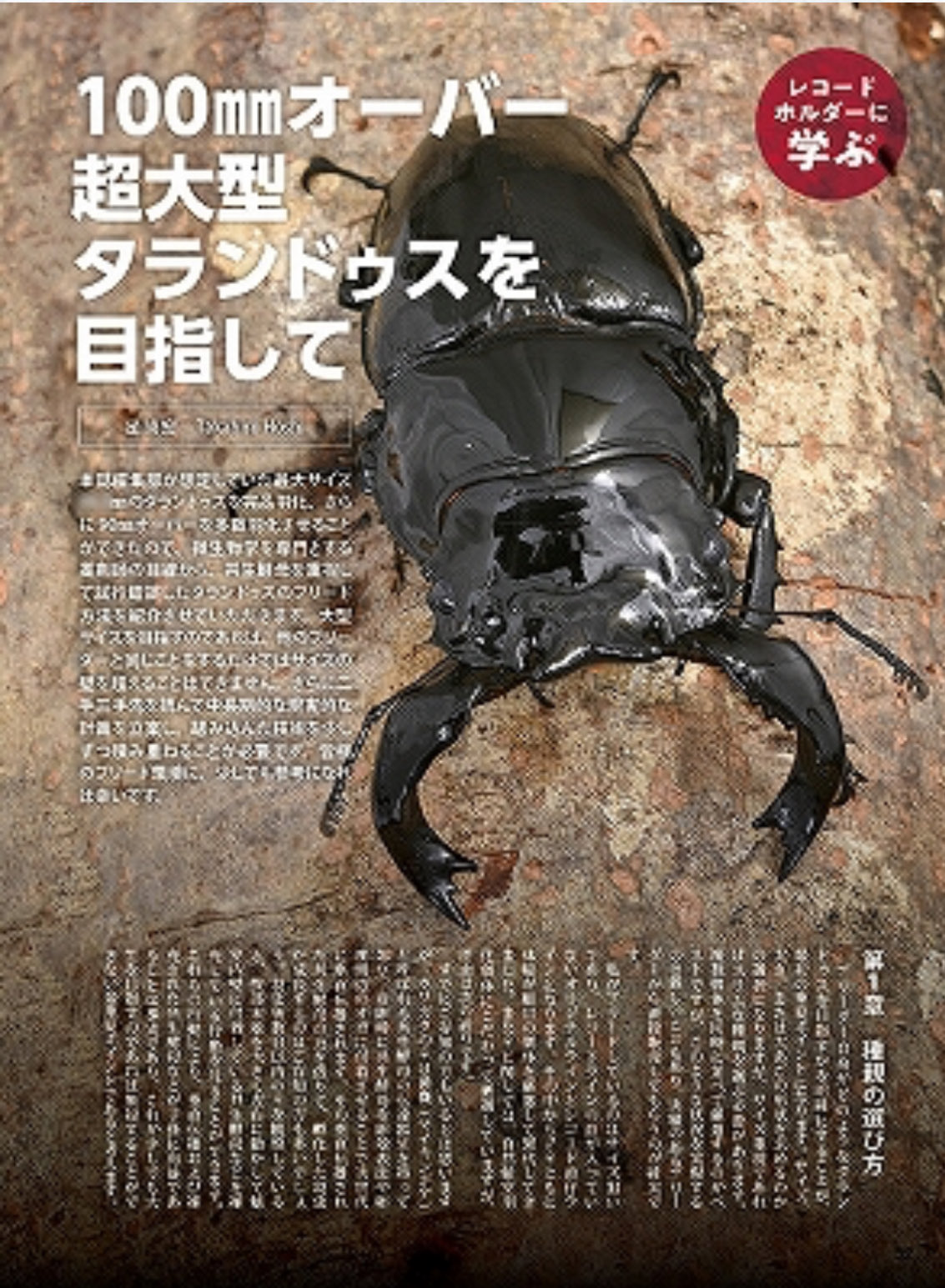 クワガタ 昆虫ショップ ちいさなクワガタ屋 on X: 