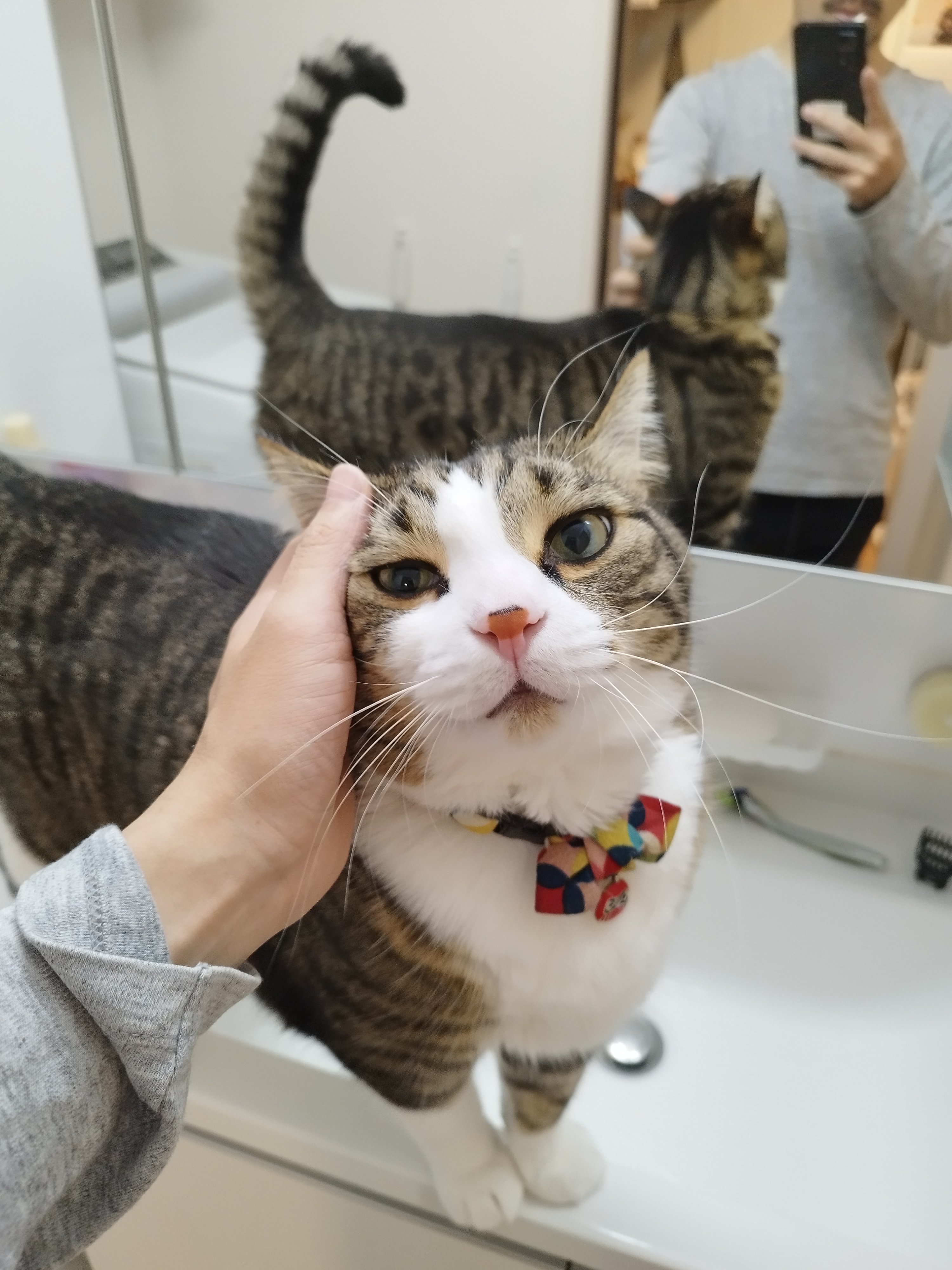 ねこのたいち on X: 