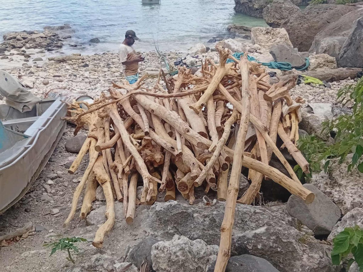 ✔️Money hemi stap long Graon. 
✔️ Money hemi stap long Aelan

✅Futuna Island sandalwood farmers harvest  2 tone quality Sandalwood.
Credit :
Futuna Island Adventure.
#sandlewood #farmerproducer 
#futunaisland #vanuatu