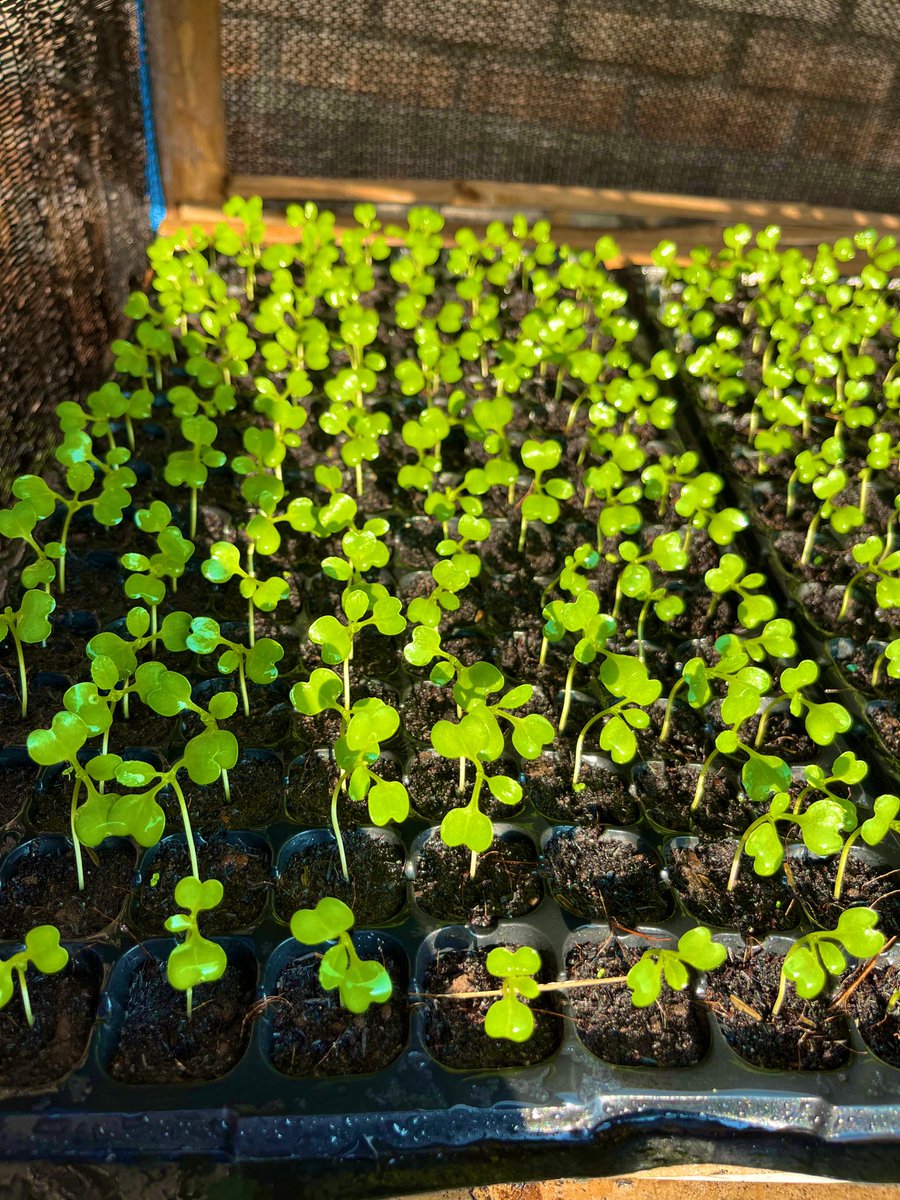 ammorph___'s tweet image. Menanam and still yoman 🦠🧬❤️💛💚☘️🍁