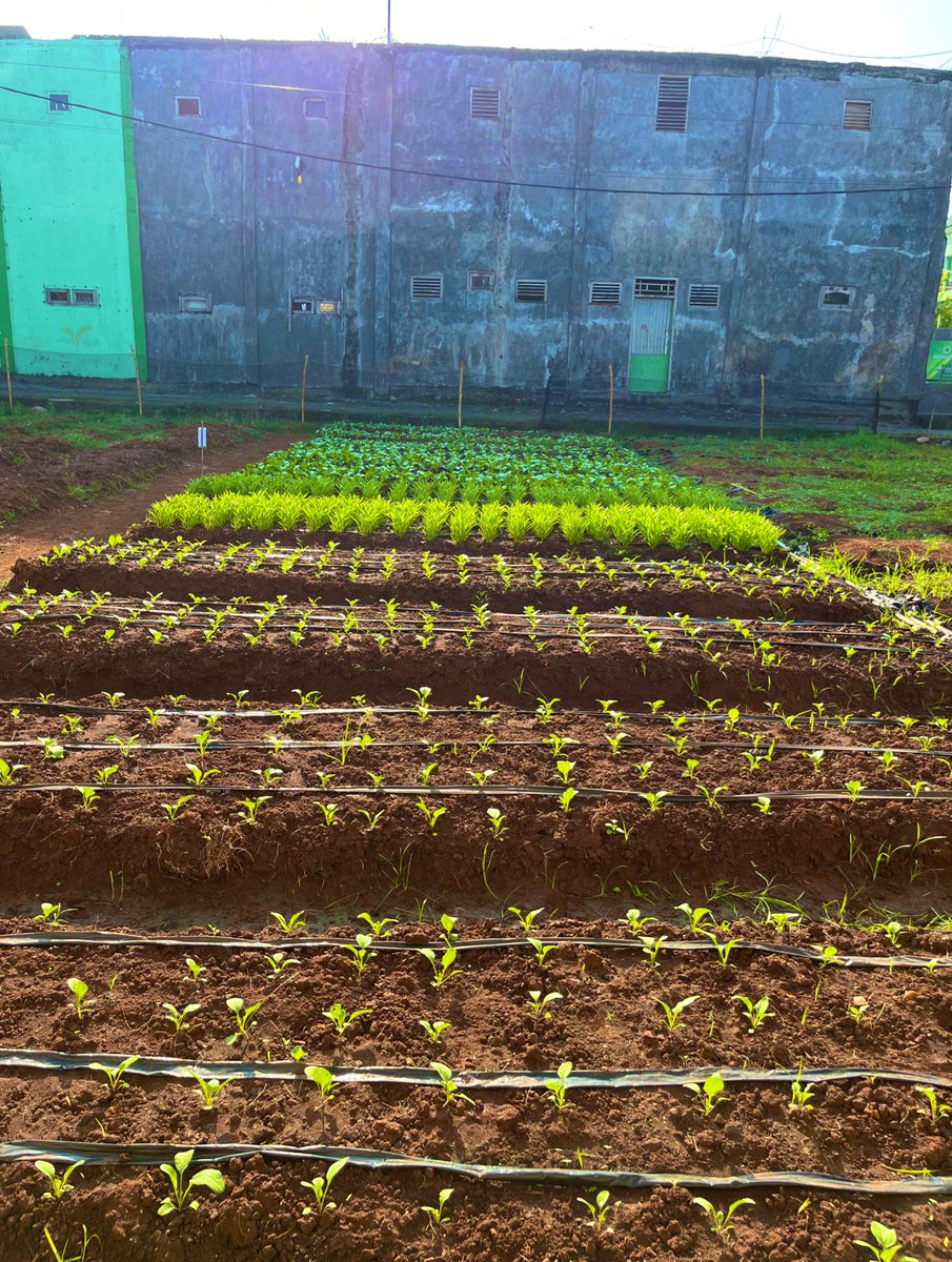 ammorph___'s tweet image. Menanam and still yoman 🦠🧬❤️💛💚☘️🍁