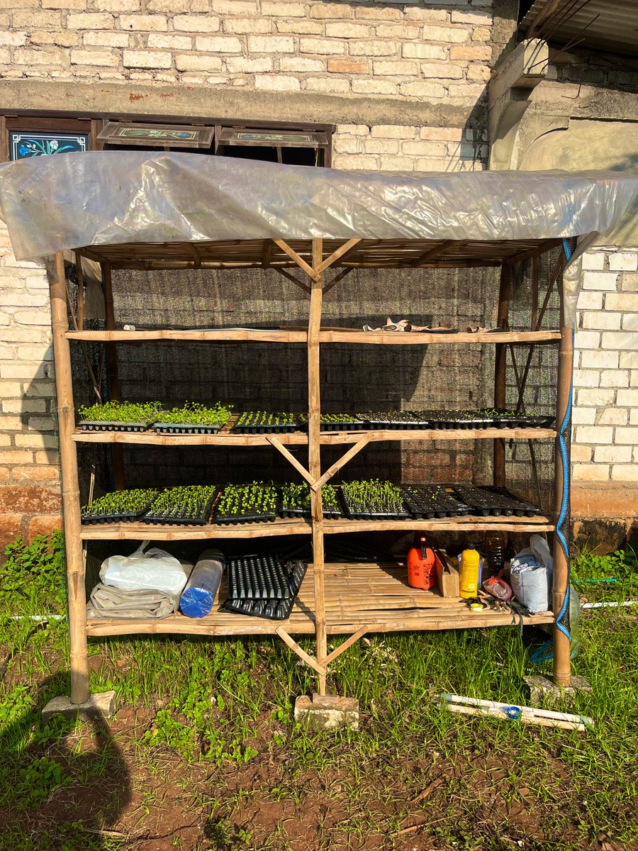 ammorph___'s tweet image. Menanam and still yoman 🦠🧬❤️💛💚☘️🍁