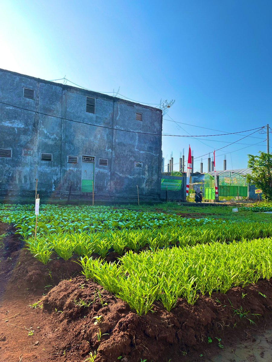 ammorph___'s tweet image. Menanam and still yoman 🦠🧬❤️💛💚☘️🍁