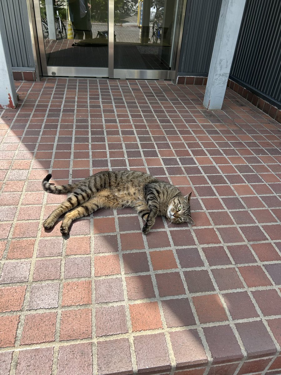 lfjhp1314's tweet photo. 信大の猫ってこの子？ https://t.co/FhzMBA5vVg