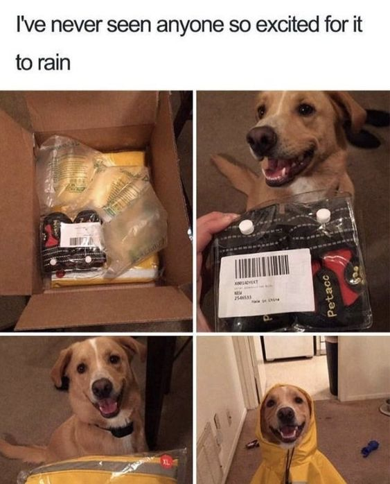 WholesomeMeme's tweet photo. https://t.co/PGy9oD5Ctc
