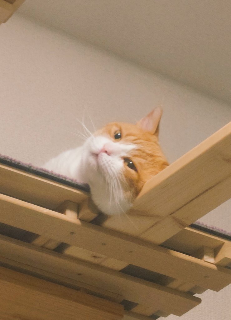 もちまる 615fGUGY6nL._AC_UF350,