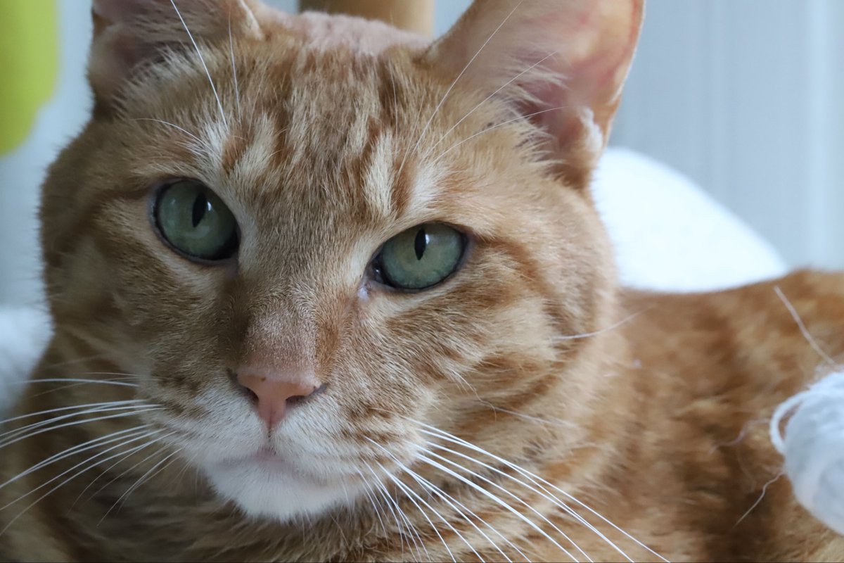 사랑하는 내 누렁이 가루가
소풍간지 일년이 되었다-
내 최애캐 가루-🧡
떠난 자리에 후회가 가장 많이 남아있는 아이 
보고싶다