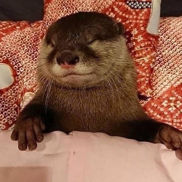 shotaro as otters 🦦 (@shotaroasotter) on Twitter photo 