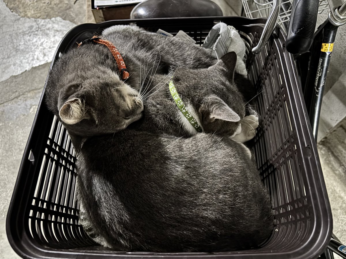 ok_orientaru's tweet photo. 何処にでも寝れるのが特技だというジッポが
兄弟のハナシロと自転車のカゴで
寝てる？っていうか、温め合ってる～？
・・・まぁ、上から見ると、
暴れん坊？たちも意外と可愛く見えるよね？

#外猫 #猫のいる暮らし #猫のいる幸せ #自転車 #特技 #元気者 #可愛い https://t.co/dnv73owB1Q
