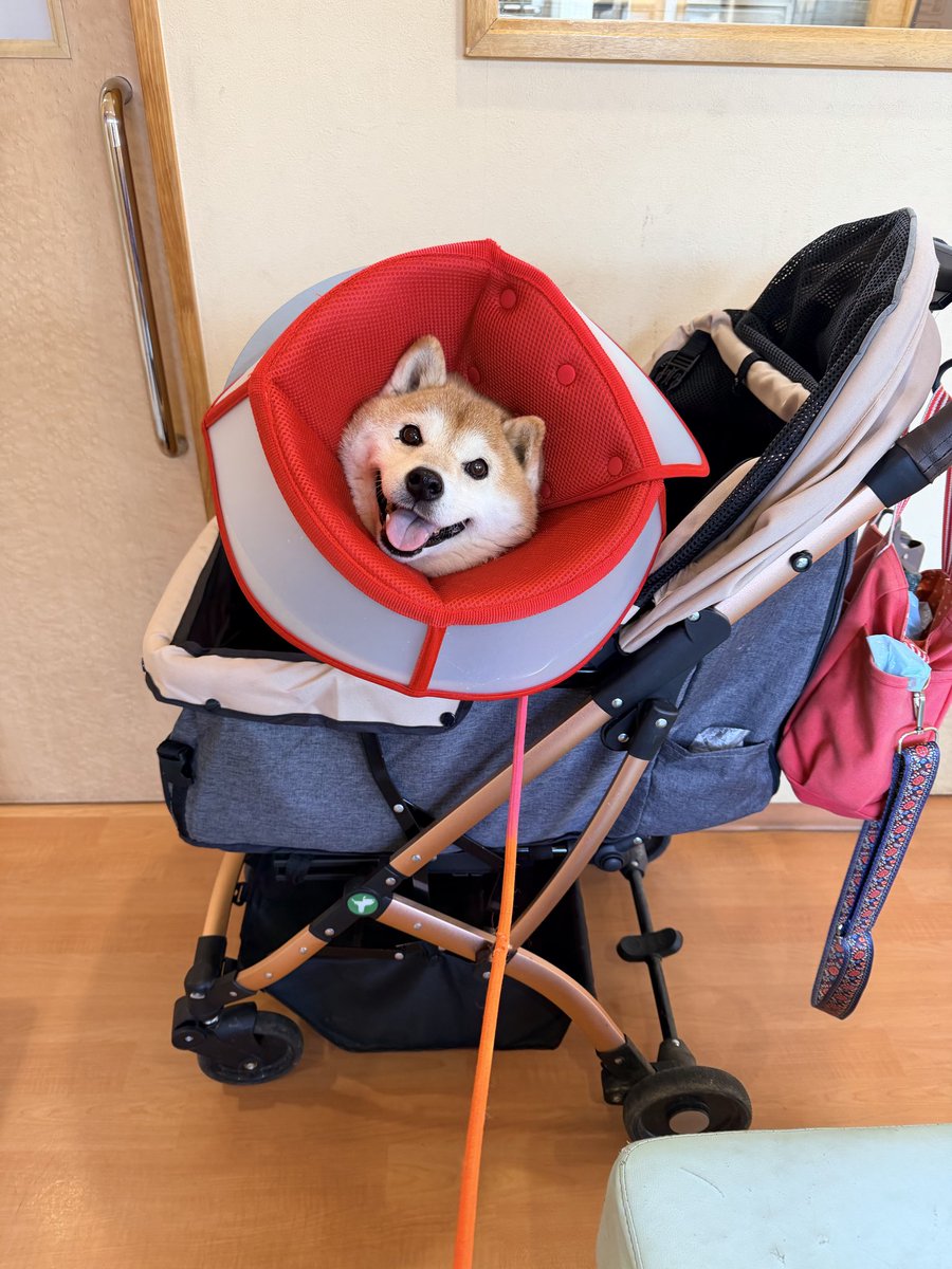 HANAさん専用 ハナ⭐️ はなさん用 Hana adidas ZX 8000 “Hanami” Pack Celebrates