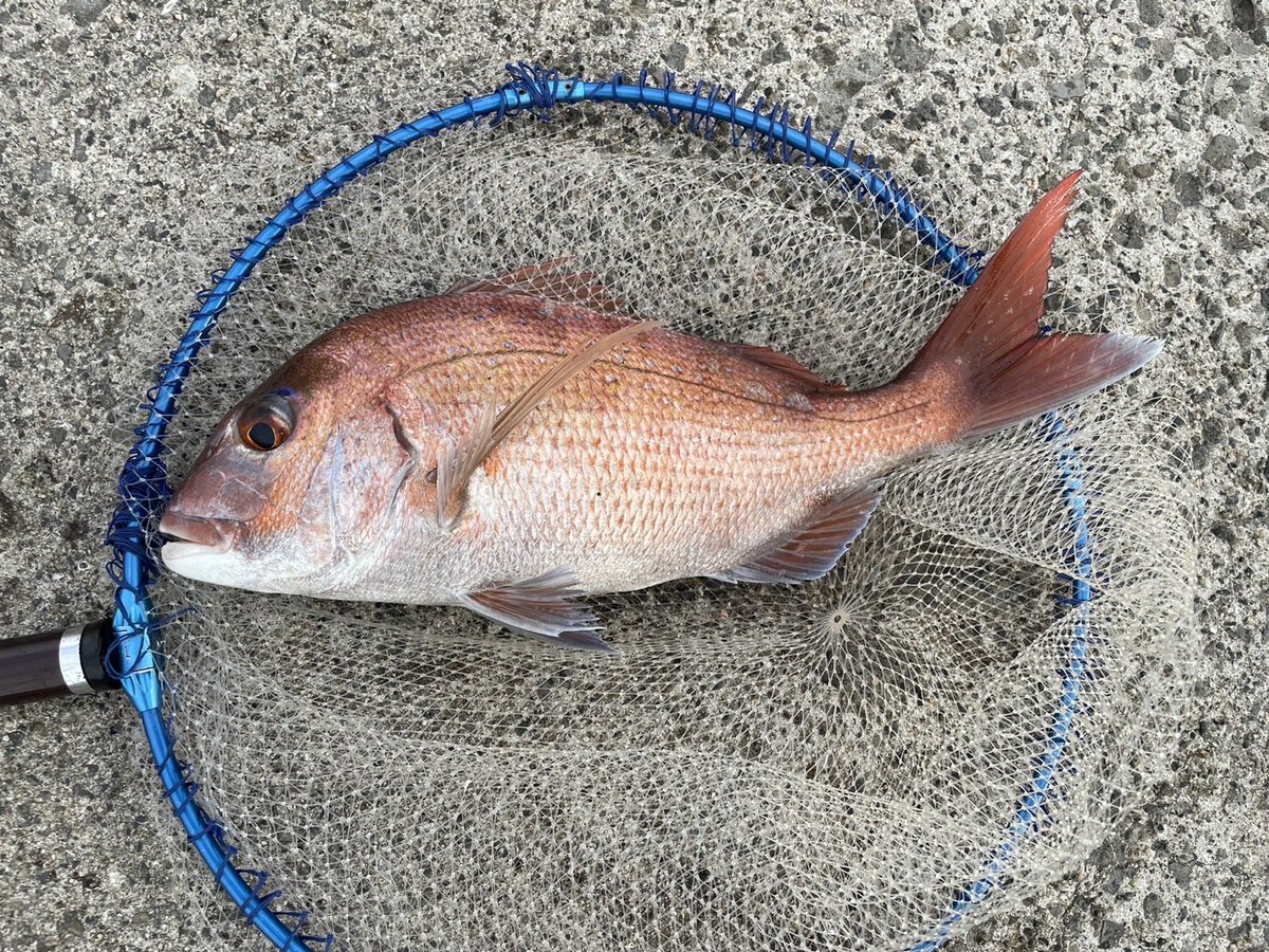 縁、魚子地縁、3点 縁、魚子地縁、3点