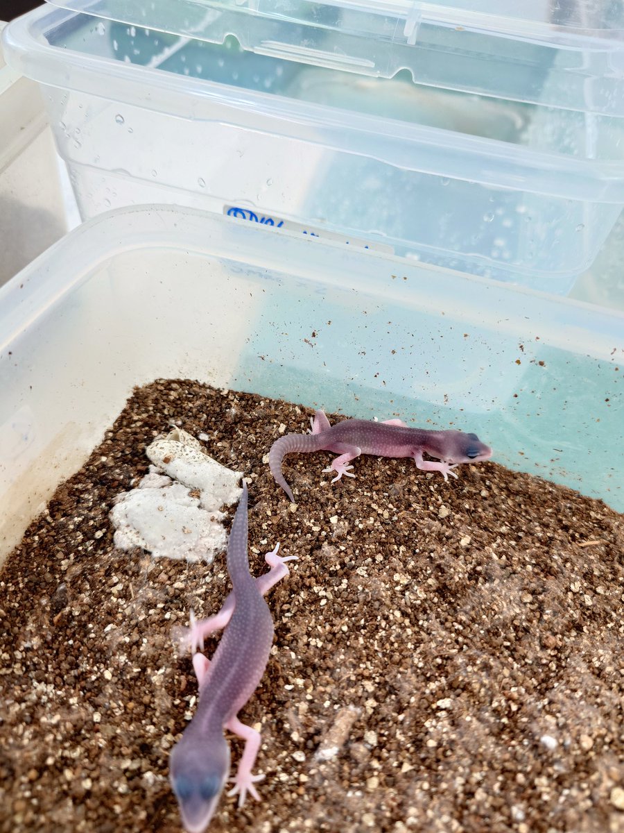 スノーエクリプスの今年ラストのタマゴ、二ヶ月が経過した10日ほど前から白カビ付き出して
ついに全面がカビだらけに…
ダメだな…と諦めて放置プレイしてたら本日スパマク2匹無事ハッチ！
元気そう、すてなくて良かった