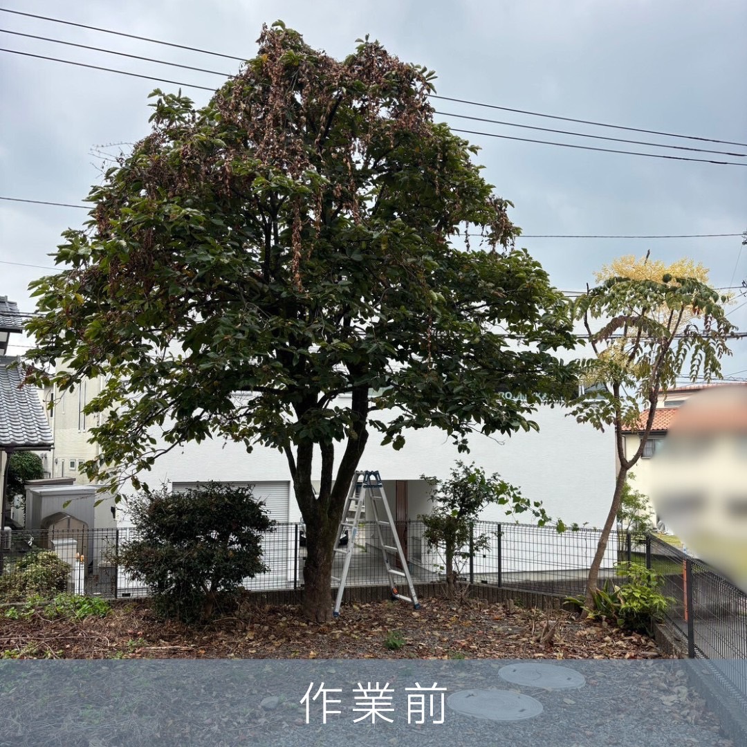 PLUS_WORKS's tweet photo. チラシをご覧になった富士市のお客様からのご依頼
剪定、伐採、不用品回収
ご満足いただけたようで何よりです。
軽トラック　2台
作業員　　　2名
作業時間　　2.5時間
＃富士市
＃剪定
＃伐採
＃不用品回収 https://t.co/zuT1mUOZ08
