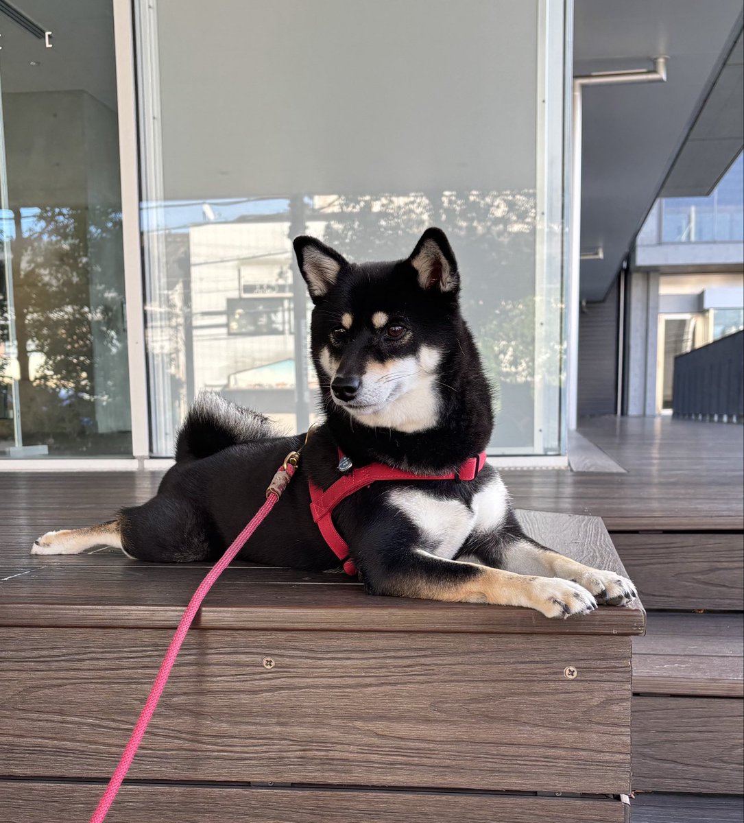 黒柴 NIKSN57510_00_L.jpg