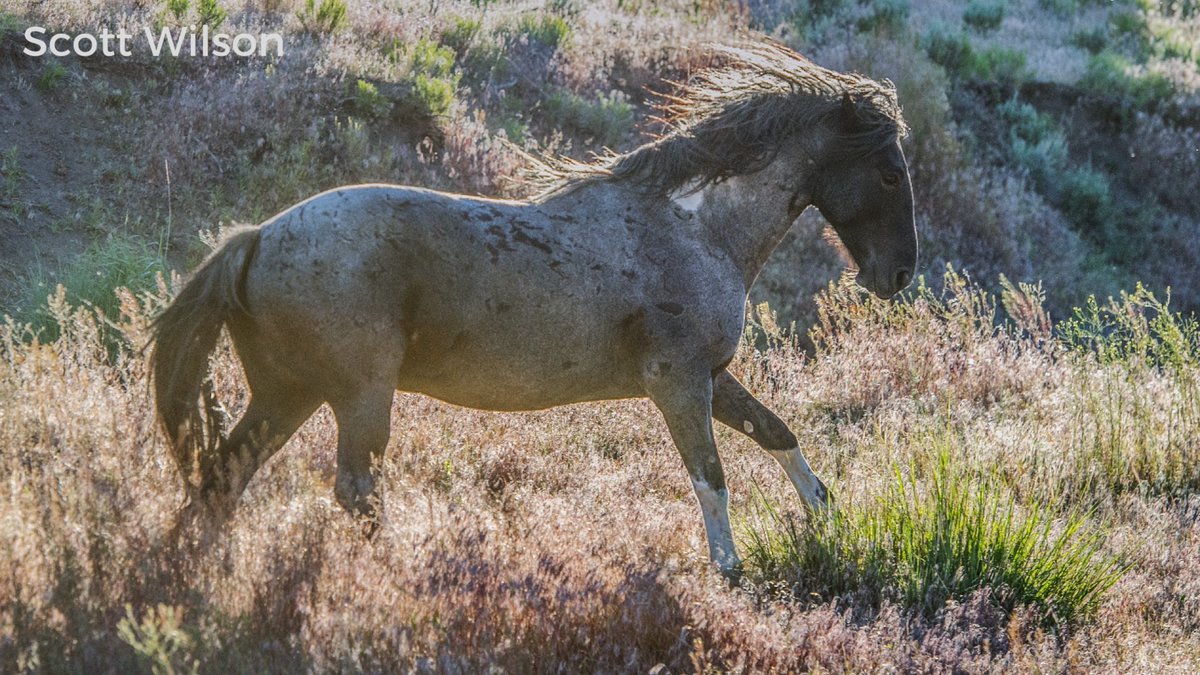 With our wildness vanishing, #BlueZeus is a timely call to action for #wildhorses - a love story with razor-sharp documentary edges. Narrated by <a href="/GerardButler/">Gerard Butler</a>, we follow the real-life journey of majestic Blue Zeus, and his bonded family, who once roamed free in the American West.