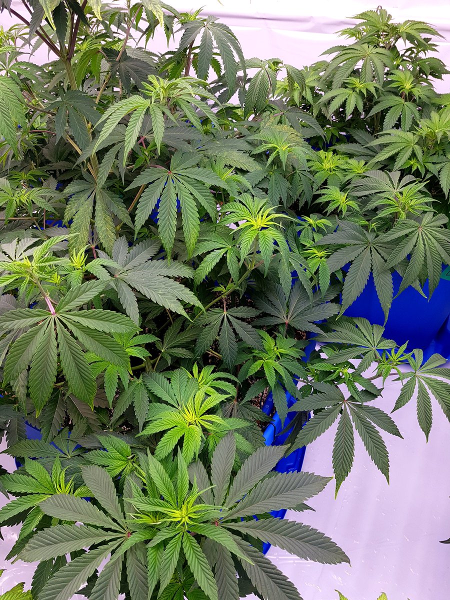 MizzFlo420Grow (@growmizz) on Twitter photo 