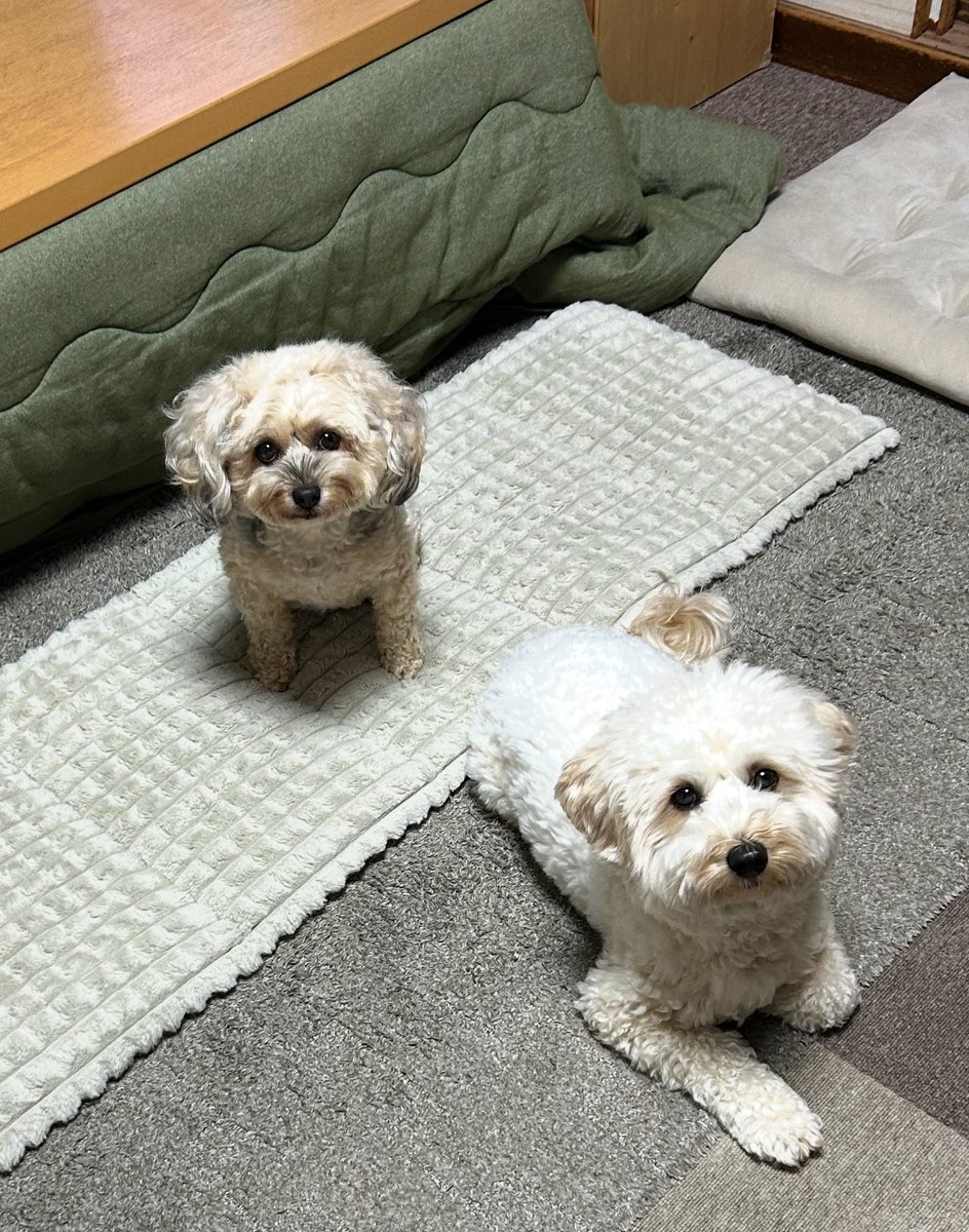 おはようございますʕ•ᴥ•ʔ

朝ンポに行くよー‼︎

まるの足がまだ完治してないので
散歩は1人ずつ！

さぁどっちから行こうか😂😂
どっちからにしようかな……😂