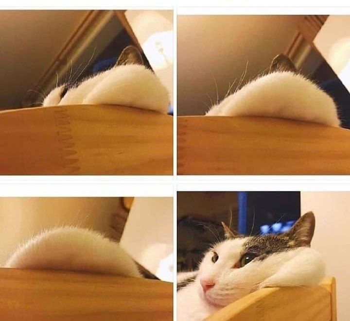 ShouldHaveCat's tweet photo. https://t.co/2IQTJFYsDP