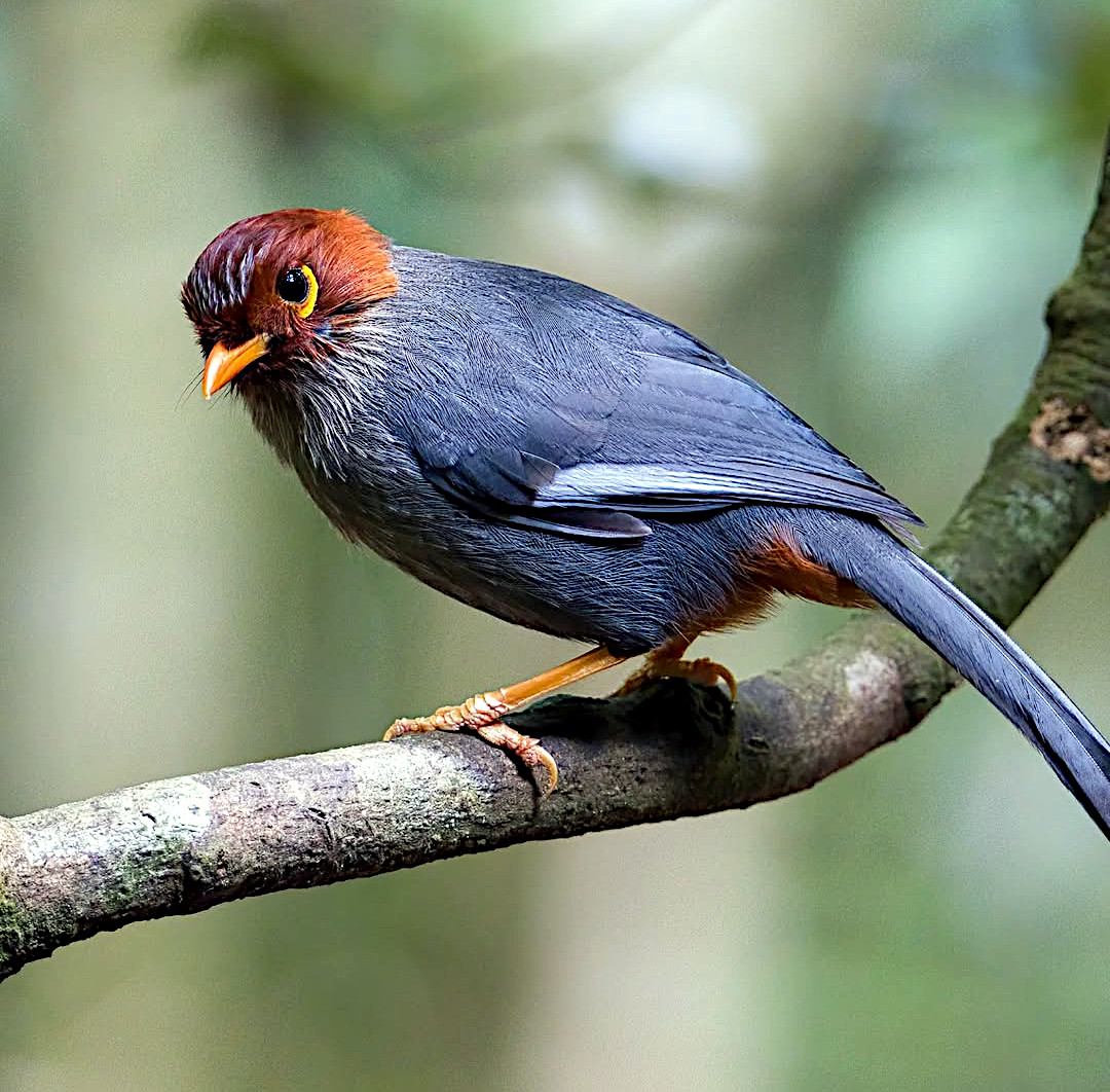 TheBatBotLab's tweet image. Who’s laughing now? 😏 Chestnut-hooded laughingthrush (Pterorhinus treacheri): A social songbird that proves wit and chatter thrive in Borneo’s montane forests🌿🎶. Photo: Jason Bugay Reyes. #Biodiversity #Wildlife #Birds #Birding #WildlifePhotography #NaturePhotography