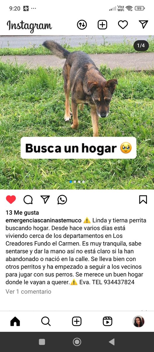 @emergenciascaninastemuco Rt instagram Urgente leer caso #BuscaHogar
