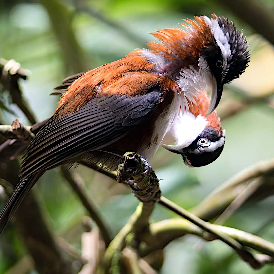 TheBatBotLab's tweet image. Stretch goals achieved 🧘‍♀️: Sunda scimitar-babblers (Pomatorhinus bornensis) showcasing curved bills and flexible frames for life in the forest labyrinth🌳✨. Photo: Jason Bugay Reyes. #Biodiversity #Wildlife #Birds #Birding #WildlifePhotography #NaturePhotography