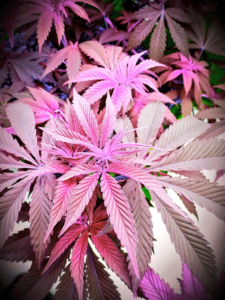 Peace and love to you all
