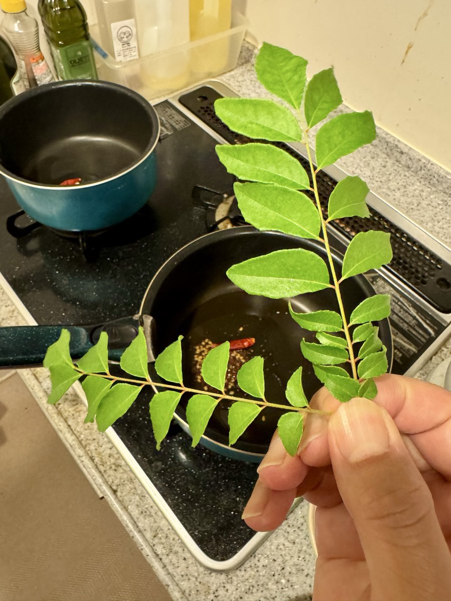 TJO_datasci's tweet image. 昨日のカレーを上げてなかった。ゴア式グレービーを使ったメカジキの南インドフィッシュカレー。生カレーリーフで先にテンパリングするのは実は初めてで、焦がさないか心配だったが普通に出来た