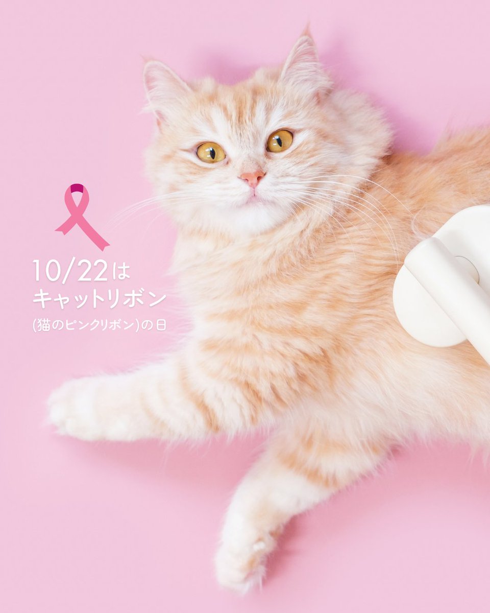 mapple_nyapple_'s tweet photo. 本日10月22日は #キャットリボンの日
早期発見がとても重要な猫の乳がん。メスだけでなく、オスが発生する場合も。キャットリボンの日は、猫の乳がんの早期発見・早期治療を促すことを目的に制定されています🩺 https://t.co/EFUFrCtn9d