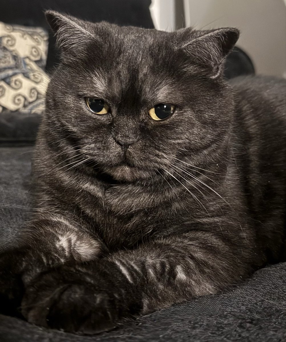 You probably have never seen a cat as perfect as Tart