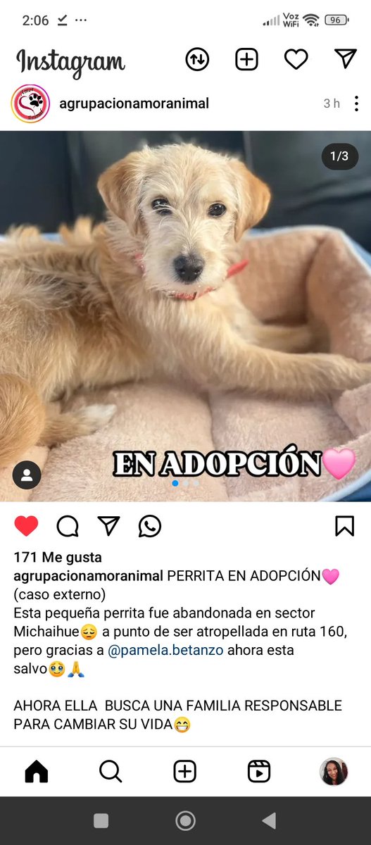 @agrupacionamoranimal Instagram abandonada #Michahue Rt urgente #Chile #adopcion