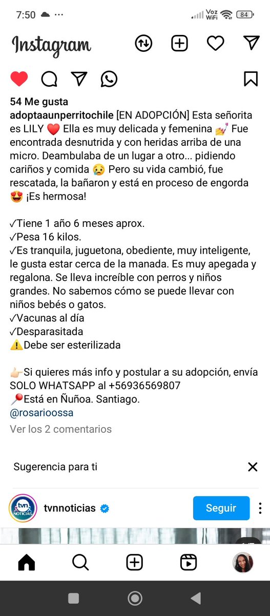 @adoptaunperritochile instagram Rt urgente